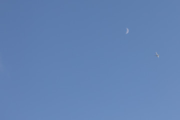 moon
