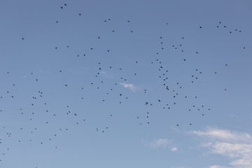 bird