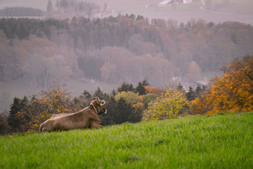 Kuh liegt entspannt auf der Wiese