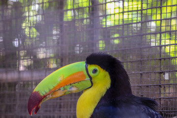 colorful toucan bird of paradise