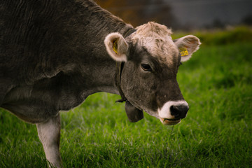 Kuh steht auf der Weide