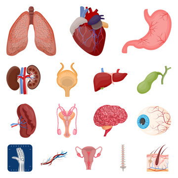 Vector illustration of body and human logo. Collection of body and medical vector icon for stock.