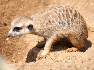 Meerkat, aka suricate - Suricata suricatta. Kalahari desert, Botswana Africa