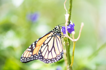 Mariposa