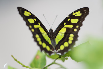 Mariposa