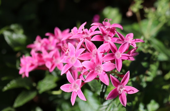 ピンクの花