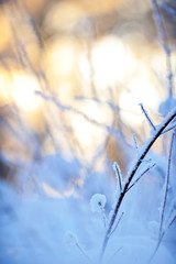 Snow and frost covered bush branch against defocused winter background. Selective focus and shallow depth of field.