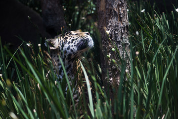 Jaguar © Gonzalo