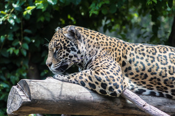 Jaguar © Gonzalo