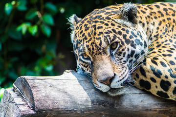 Jaguar © Gonzalo