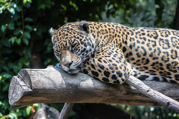 Jaguar