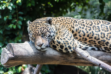 Jaguar © Gonzalo
