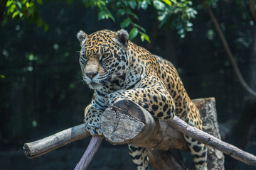Jaguar © Gonzalo
