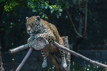 Jaguar © Gonzalo