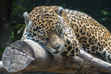 Jaguar © Gonzalo