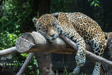 Jaguar © Gonzalo