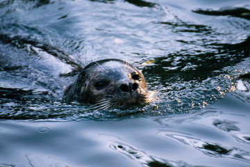 Robbe im Wasser