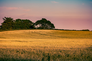 Hordeum