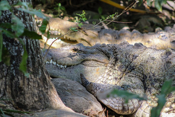 crocodile in the wild