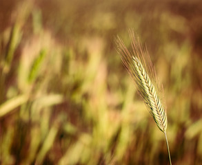 Hordeum