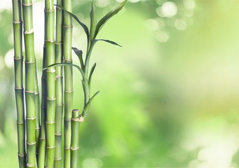 Many bamboo stalks on natural background, decoration plant.
