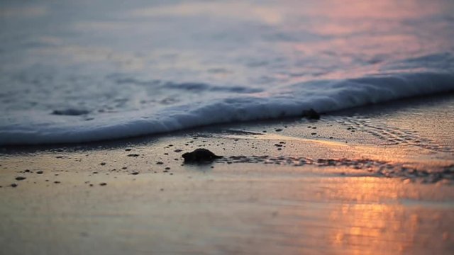 Baby Turtles In Sunset Surf