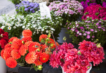 Bouquets of fresh wildflowers on the market