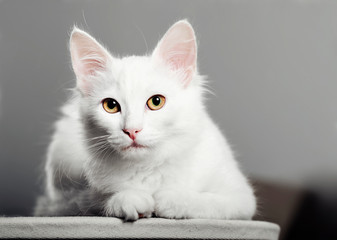 A white cute kitty is staring at you