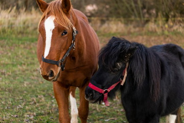 Obraz premium Horse walking in field