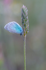 Lycaenidae / Karagözmavisi / / Glaucopsyche alexis