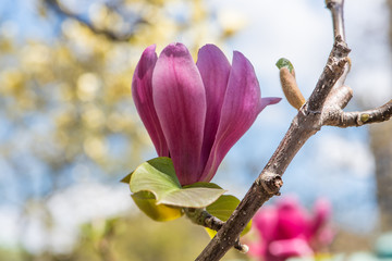Flores