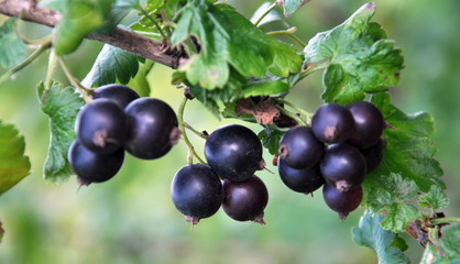 On the branch are ripe berries of Yoshta