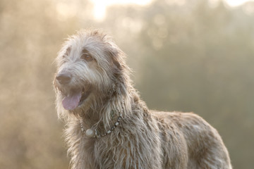 Irischer Wolfshund in der Morgenkälte