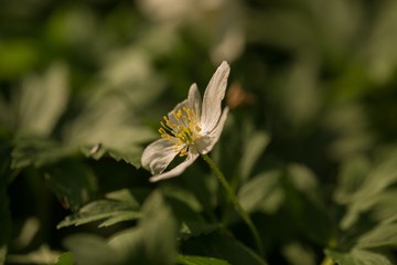 White anemone blooming in spring forest
