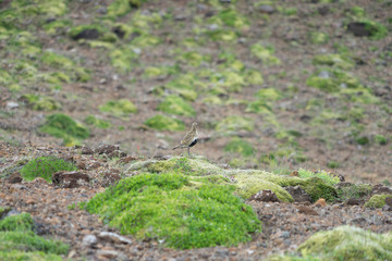 Goldregenpfeifer (Pluvialis apricaria) in grüner isländischer Landschaft im Hengill Geothermalgebiet 