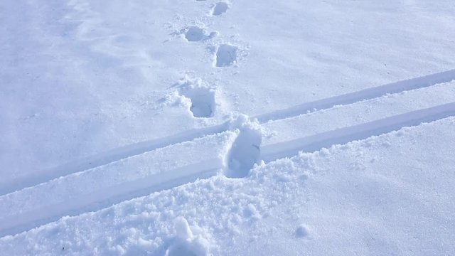 Following deep snow footsteps towards woodland in black forest, Germany.