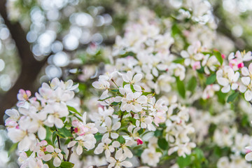 Flores