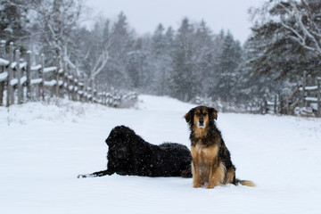 Two Dogs in the Snow