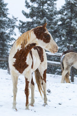 Chestnut Paint Horse in the Snow
