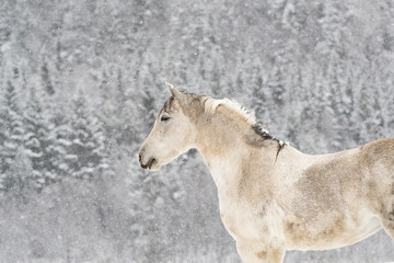 Grey Paint Horse in the Snow