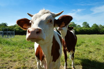 Naklejka na ściany i meble A cow heifer, dairy cow breed