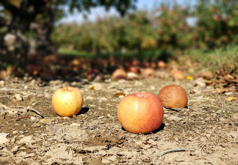 Apples on the ground