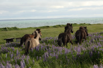 Islandpferde im Lupinienfeld