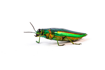 Jewel beetle, Metallic wood-boring beetle isolated