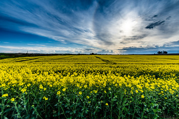 Rapeseed Field. Photo taken in Co Louth. Ireland. Close to Dundalk and Castlebellingham.