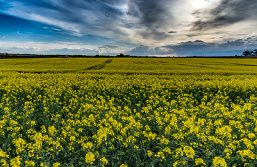 Rapeseed Field. Photo taken in Co Louth. Ireland. Close to Dundalk and Castlebellingham.