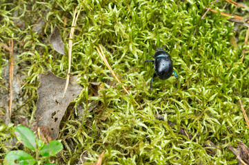 A blue dor beetle on green moss