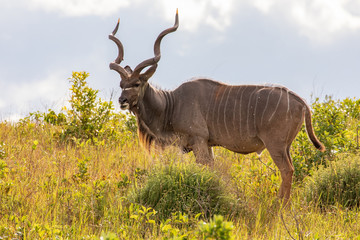 Kudu 2