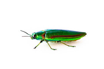 Jewel beetle, Metallic wood-boring beetle isolated