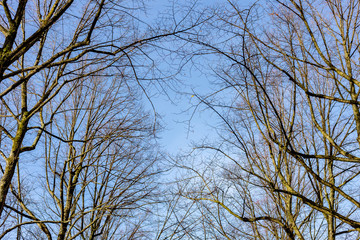 Tree branches without leafs reaching up a blue sky in winter